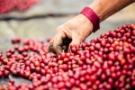 Giá cà phê hôm nay 22/1: Arabica tăng vọt, dự báo dư cung kéo Robusta xuống mốc 1.330 USD/tấn