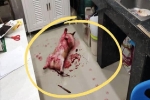 Tìm chó đi lạc, chàng trai kinh hãi phát hiện con vật đang nằm im trong vũng máu cạnh con dao nhưng sự thật đằng sau khiến ai cũng ngã ngửa