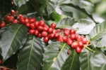 Giá cà phê hôm nay 26/1: Trung bình 31 triệu đồng/tấn, Robusta vụ mới vẫn khó xuất khẩu