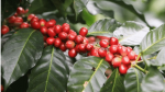 Giá cà phê hôm nay 26/1: Trung bình 31 triệu đồng/tấn, Robusta vụ mới vẫn khó xuất khẩu