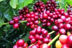 Giá cà phê hôm nay 30/1: Tăng 200 - 300 đồng/kg, dự báo giá Robusta tuần tới