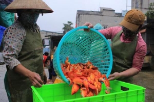 Chợ cá lớn nhất Hà Nội nhộn nhịp trước lễ ông Công ông Táo, dân buôn bở hơi tai vác cả tấn cá mỗi ngày nhưng không rời chiếc khẩu trang