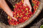 Giá cà phê hôm nay 3/2: Nhà đầu cơ xả hàng, Robusta rơi thủng mốc 1.300 USD/tấn