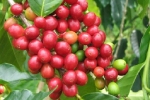 Giá cà phê hôm nay 4/2: Đồng loạt tăng mạnh, trong nước thêm 400-500 đồng/kg
