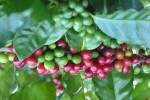 Giá cà phê hôm nay 5/2: Robusta ở mức cao nhất 2 tuần qua, trong nước vượt mốc 32 triệu đồng/tấn