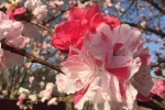 Cây hoa đào mix 3 màu đỏ - hồng - trắng siêu quý hiếm khoe sắc rực rỡ khiến dân mạng xôn xao, trầm trồ