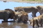 Clip: Bị đánh gục, linh dương bất ngờ trồi lên giữa bầy sư tử