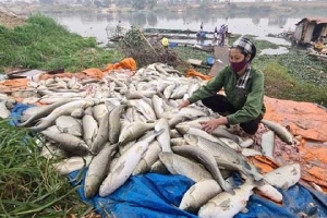 Cá nuôi chết trắng trên sông Cầu: Do 'dòng nước đen' từ làng nghề giấy?
