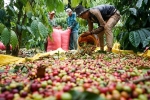 Giá cà phê hôm nay 7/2: Kon Tum, Đắk Nông tăng cao nhất tuần, Robusta thêm 40 USD/tấn