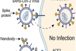 Kháng thể mới giúp chống lại SARS-CoV-2