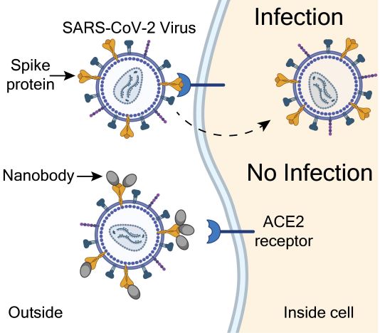 Các kháng thể nano tỏ ra có hiệu quả chống lại SARS-CoV-2.