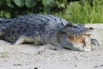 Mổ bụng cá sấu khổng lồ kinh hãi phát hiện bí mật rợn người bên trong