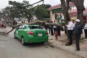 Nam tài xế và khách thoát chết khi vừa ra khỏi cửa thì cây đổ, đè bẹp xe taxi