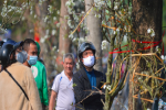Ảnh: Hàng trăm người dân Hà Nội đổ xô đi mua hoa lê về chơi Rằm tháng Giêng