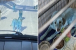 Băng đảng chó Nga khiến du khách hết hồn vì chặn đầu xe với bộ lông xanh lè