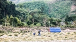 Mưu sinh với đót rừng của người dân huyện miền núi Đakrông, Hướng Hóa