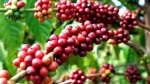 Giá cà phê hôm nay 26/2: Có tín hiệu chuẩn bị điều chỉnh, người trồng cà phê tranh thủ bán hàng