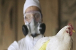 Nga cảnh báo WHO về 7 trường hợp nhiễm cúm gia cầm H5N8 đầu tiên trên người