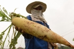 Người Hà Nội vứt bỏ hàng chục tấn rau củ vì không có khách mua