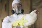 WHO khuyến cáo Việt Nam cần đề cao cảnh giác nhiễm cúm A (H5N8) từ gia cầm sang người