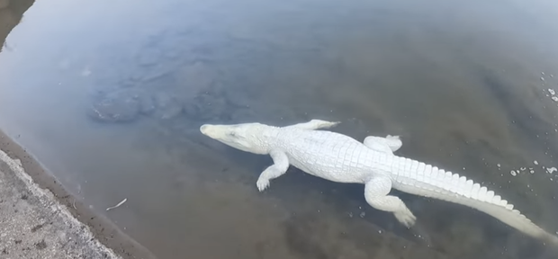 Cận cảnh con cá sấu có màu trắng đục