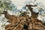 Độc lạ cây me 'khổng lồ' 300 tuổi được 'hét' giá 2 tỷ đồng