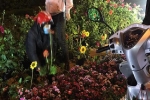 Xôn xao hình ảnh người dân tự ý lấy hoa trên đường hoa xuân Lạng Sơn: 'Cây còn tươi đẹp đã phá, thật kém văn minh'