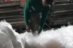 Rùng mình xem clip sản xuất bánh tráng: Bánh chất đống trên sàn bụi bẩn, công nhân dùng chân giẫm đạp