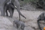 Clip: Cả đàn voi xúm lại giúp voi con leo dốc