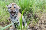 Ngắm chú hổ sơ sinh Bengal cực đáng yêu tại FLC Quy Nhơn