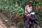 Dân mạng Việt 'té ngửa' trước cảnh thu hoạch chuối ở nước bạn, quả là cách tiết kiệm sức người 'có một không hai'