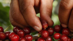 Giá cà phê hôm nay 13/3: Arabica tiếp tục tăng, trong nước giảm nhẹ, cao nhất 32.700 đồng/kg