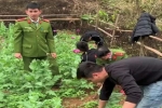 Lạng Sơn: Người phụ nữ trồng cả vườn thuốc phiện làm thức ăn cho trâu, bò