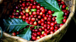 Giá cà phê hôm nay 15/3: Nhận định tiếp tục xu thế tăng, Robusta sẽ chinh phục mốc 1.425 USD/tấn