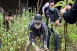 Hà Nội: Phát hiện một hộ dân trồng 365 cây anh túc trong vườn nhà
