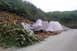 Tai nạn 7 người tử vong ở Thanh Hóa: Nhiều tấn gỗ keo trên xe tràn qua đè bẹp cabin, khiến các nạn nhân mắc kẹt