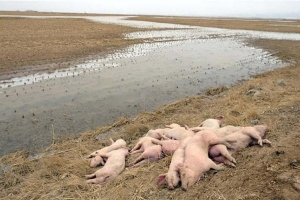Hàng loạt xác lợn bí ẩn xuất hiện trên bờ sông ở Trung Quốc