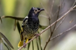 Loài chim quý hiếm này có thể sẽ bị tuyệt chủng vì chúng đã quên mất cách gọi bạn tình trong mùa giao phối