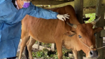 Bùng phát dịch bệnh viêm da nổi cục trên đàn gia súc tại Quảng Trị