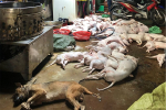 TP.HCM: Hàng chục con chó bị giết nằm la liệt trên sàn, phát hiện nhiều dụng cụ trộm chó