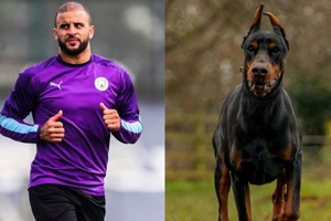 Thú chơi mới tại Premier League: Giữ nhà bằng chó dữ