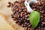 Giá cà phê hôm nay 2/4: Đua nhau bán tháo trước kỳ nghỉ lễ đẩy Robusta dưới mốc 1.350 USD/tấn