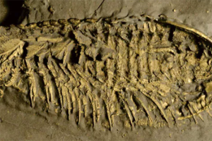 Phát hiện 'quái vật' 500 triệu tuổi thở bằng chân, phủ 'vàng của kẻ ngốc'