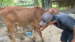 Đông Hà phát hiện 7 con bò bị bệnh viêm da nổi cục
