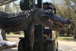 Mổ bụng cá sấu 'quái vật', phát hiện lời giải cho nhiều vụ mất tích