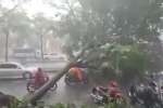 Video: Cảnh thót tim cây xanh ngã trong cơn mưa chiều ở TP.HCM