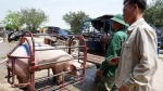 Giá lợn hơi hôm nay 15/4/2021: Giảm nhẹ, cao nhất đạt 76.000 đồng/kg