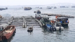 Quảng Ninh: Tàu cá bất an ở nơi tránh, trú bão trăm tỷ