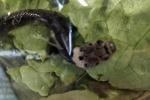 Phát hiện rắn độc trong túi rau diếp được mua từ siêu thị