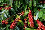 Giá cà phê hôm nay 16/4: Arabica tiếp đà tăng ấn tượng, dự báo sản lượng sụt giảm mạnh